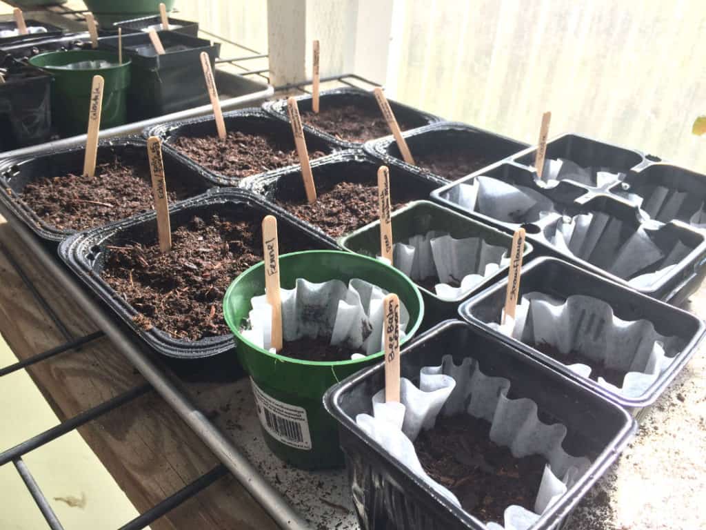 spring garden seed starts grow in greenhouse