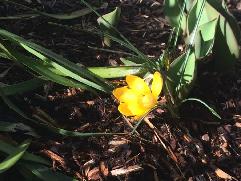 spring garden seed starts yellow crocus