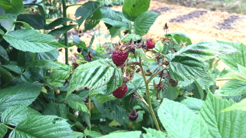 red raspberry canes with leaves and berries