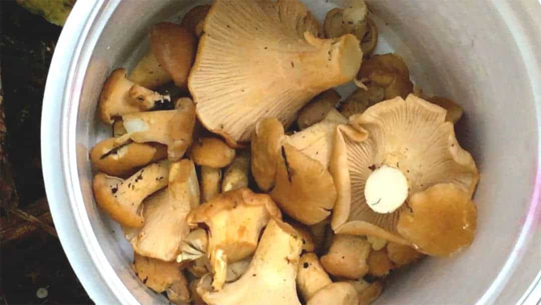 bucket of chanterelles