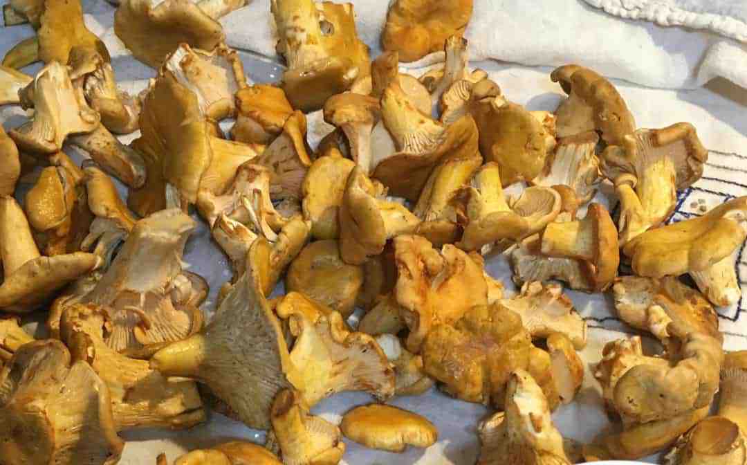 Foraging for Chanterelles washed and clean