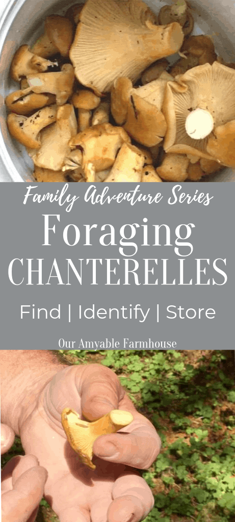 A group of golden chanterelle mushrooms. Family Adventures Series. Foraging Chanterelles. Find, identify, store. Our Amyable Farmhouse.