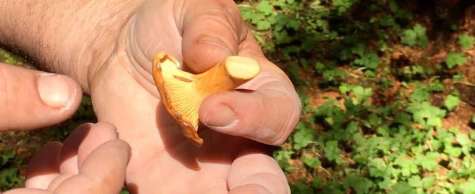 Foraging for Chanterelles golden mushroom