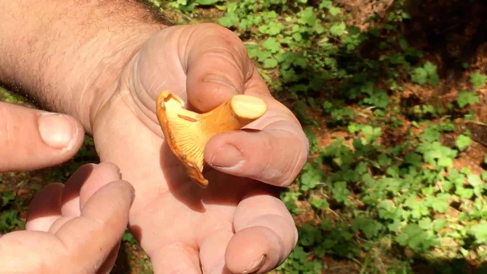 Foraging for Chanterelles golden mushroom