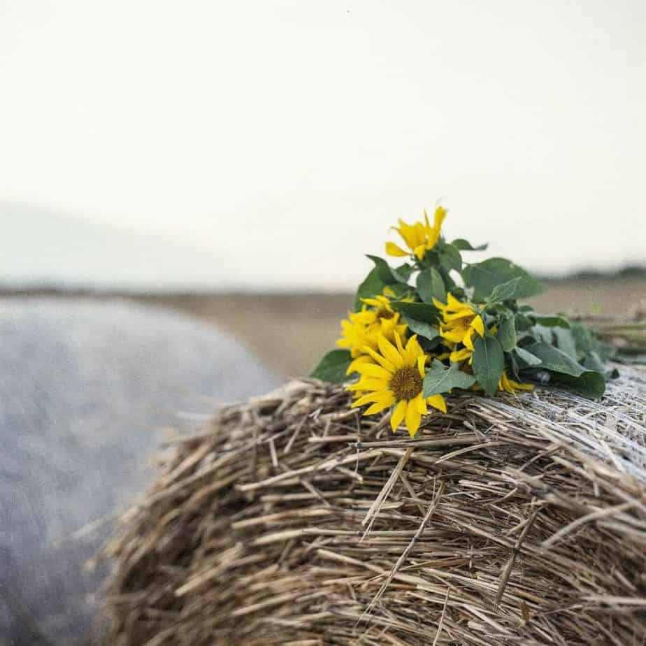 sunflower on hay roll_1