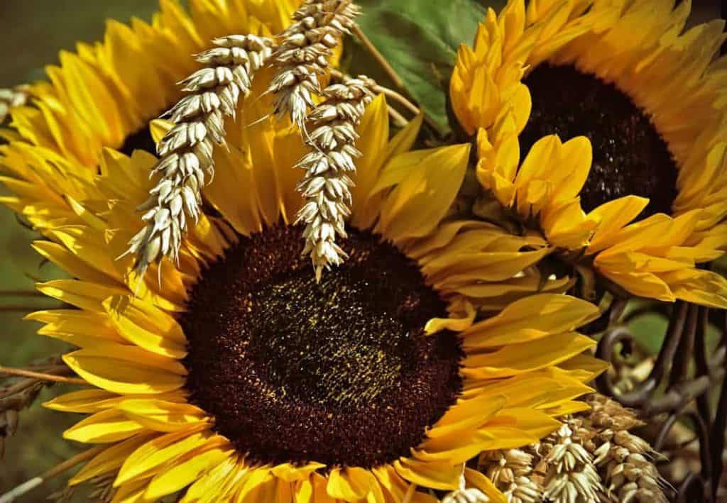 sunflower wheat stalk_1