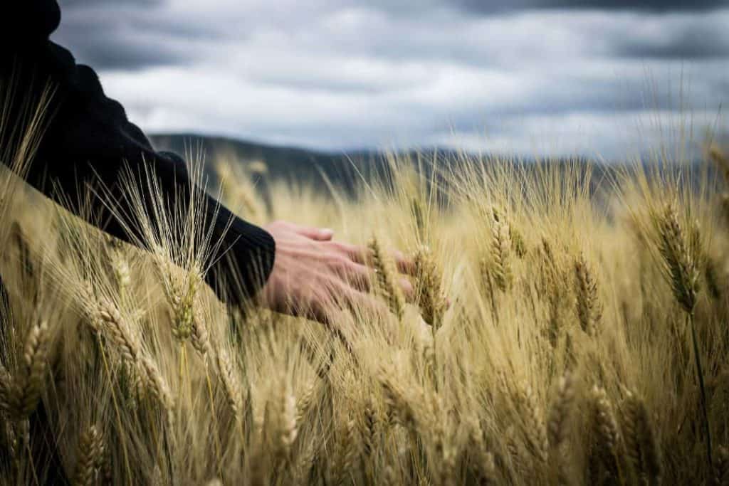 wheat field_1