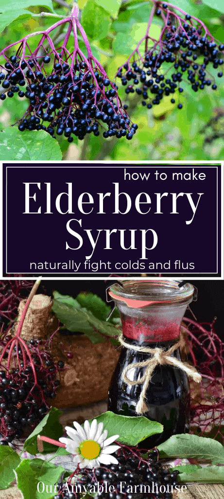 Elderberry cluster in nature. How to make elderberry syrup. Naturally fight colds and flus. Vintage glass jar with swing top filled with elderberry syrup surrounded by elderberries and foliage. Our Amyable Farmhouse.