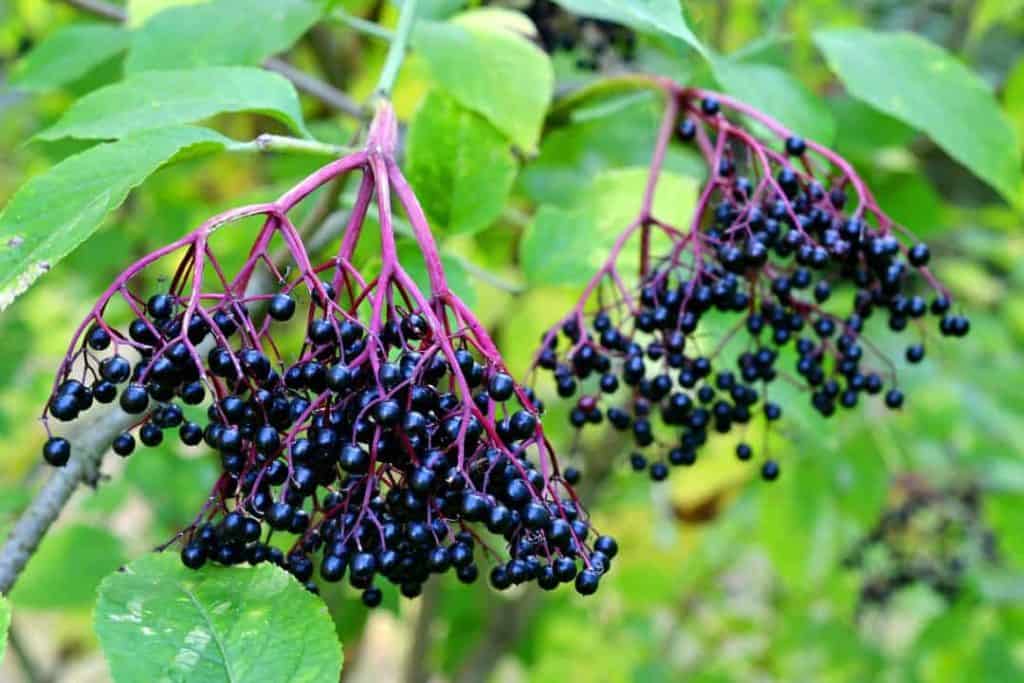 elderberries found in nature
