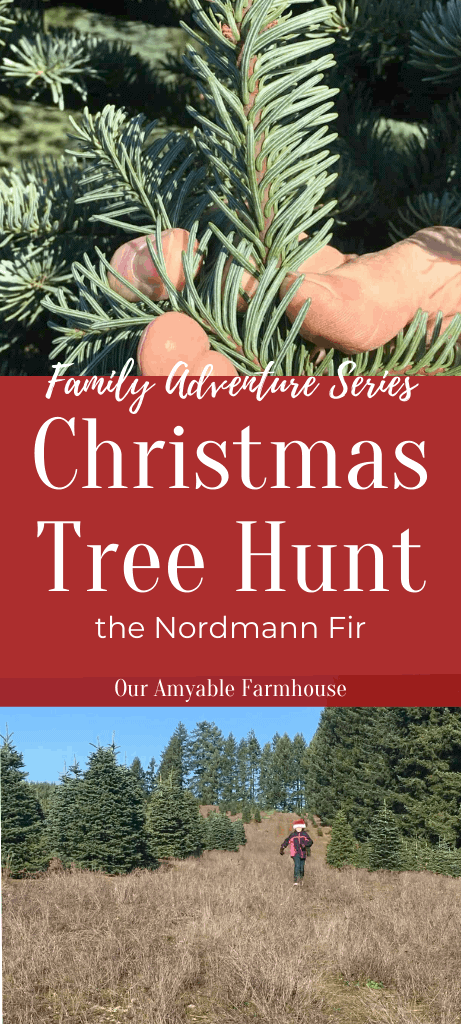 Family adventures Christmas tree hunt. The Nordmann Fir. Our Amyable Farmhouse. Fir tree needles. Run through the tree farm.