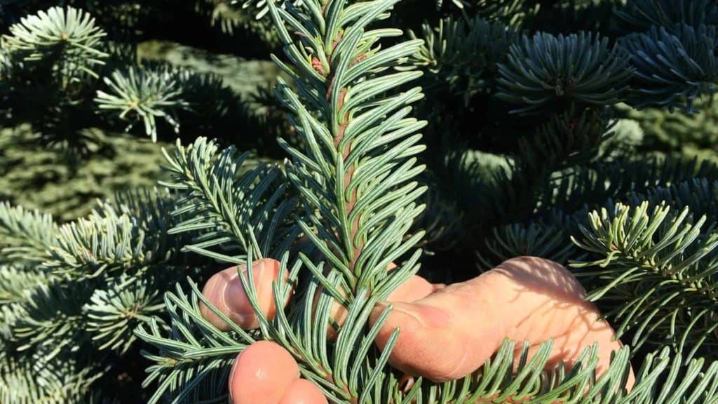 nordmann fir tree needles