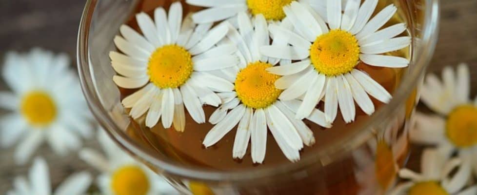 stay healthy during cold and flu season natural living herbal remedies