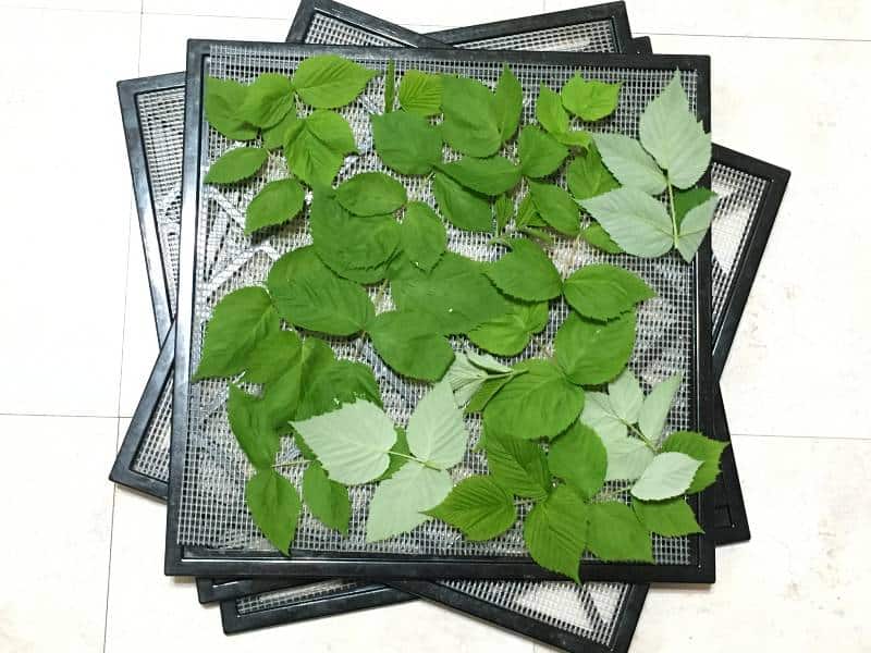 raspberry leaves on stack of dehydrator trays