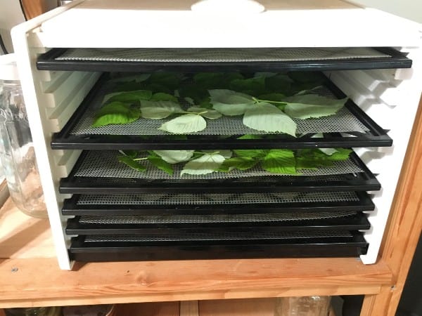 an excalibur dehydrator with raspberry leaves to dry