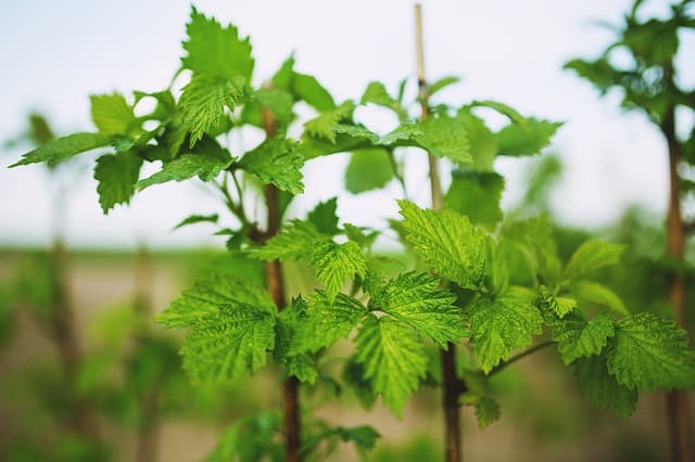 young raspberry leaves in the spring