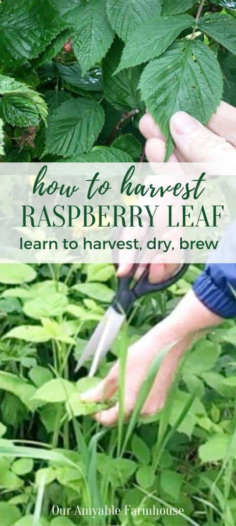 Red raspberry leaves. How to harvest raspberry leaf. Learn to harvest, dry, brew. Snipping raspberry leaf with scissors. Our Amyable Farmhouse.