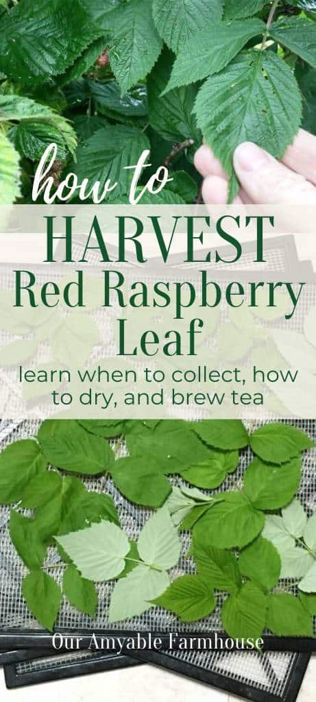 Holding a red raspberry leaf. How to harvest red raspberry leaf. Learn when to collect, how to dry, and brew tea. Raspberry leaves laid out on a drying rack. Our Amyable Farmhouse.
