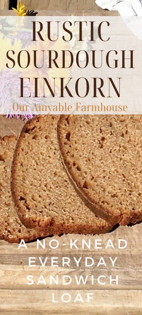 Rustic Sourdough Einkorn. Our Amyable Farmhouse. Sliced loaf of bread. A no-knead everyday sandwich loaf.