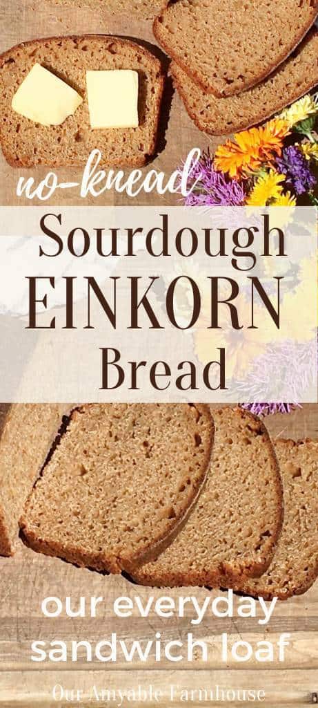 Picture of slices of bread and one with pads of butter. No-knead Sourdough Einkorn Bread. Up close picture of sliced bread. Our everyday sandwich loaf. Our Amyable Farmhouse.